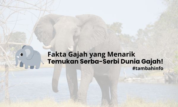 Temukan Serba Serbi Dunia Gajah